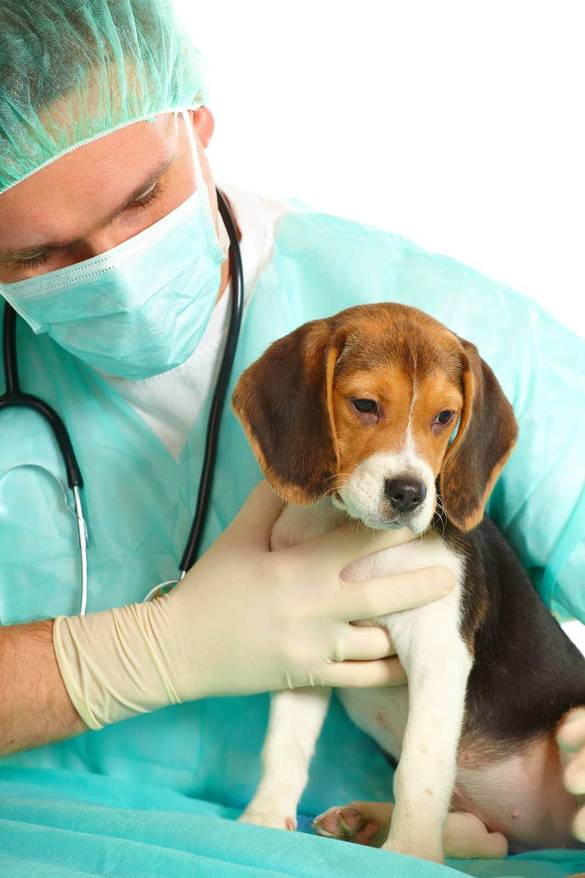 Veterinarian surgeon doctor making a checkup of a beagle puppy dog