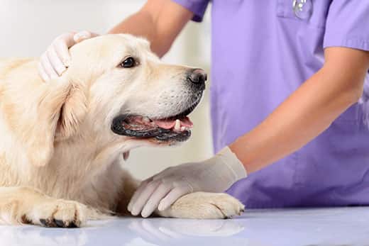 Veterinary technician pets a golden retriever laying on a vet table.