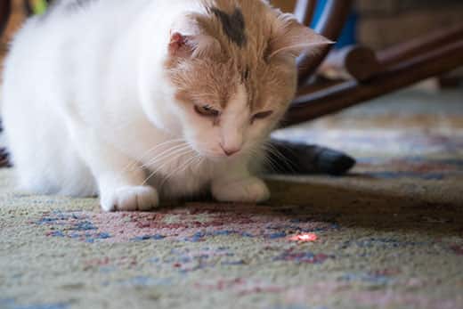 Beautiful calico cat staring at a red dot from a laser pointer.