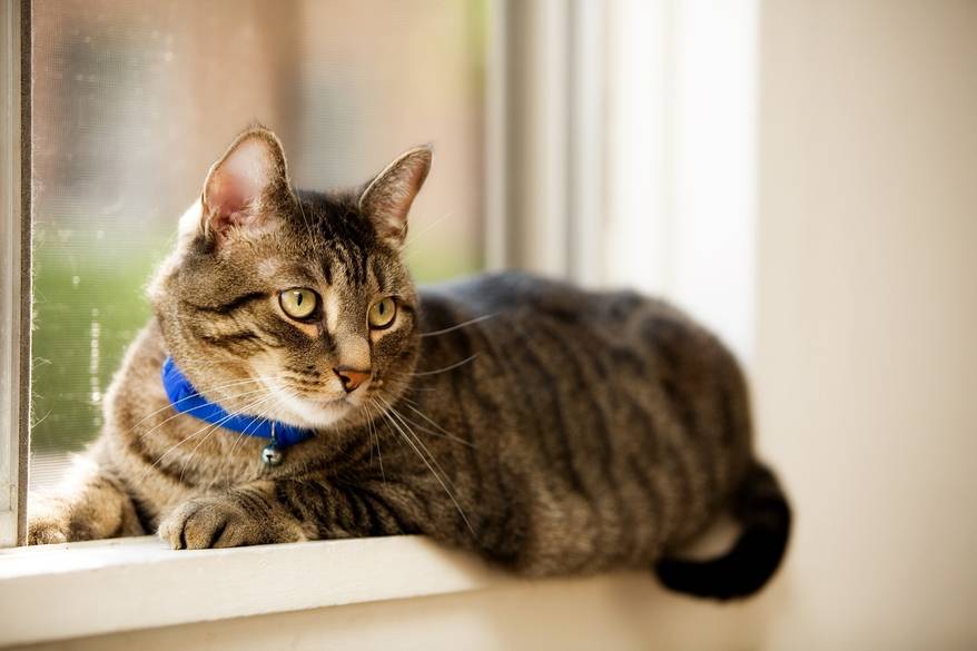 Pet tabby cat laying in a residential window. Shallow depth of field with focus on eyes.