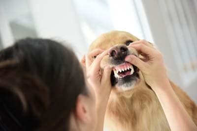 Woman examines golden retriever's teeth and gums.