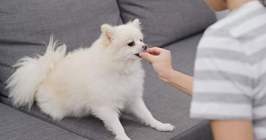 Woman hand feeding a blonde pomeranian sitting on gray fabric couch.