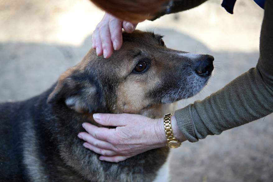 Woman petting German shepherd mix on the head.