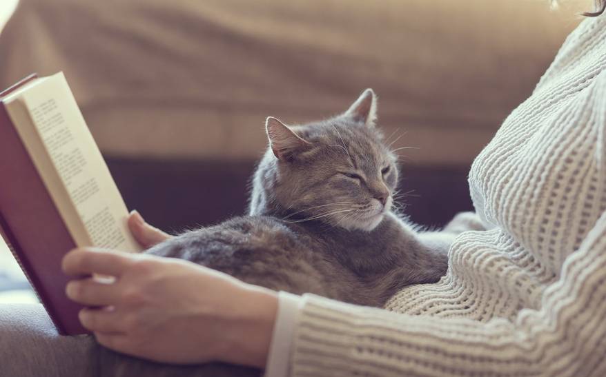 Gray cat lying in lap of woman reading a book. 