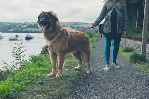 A young woman is walking a giant dog by a river