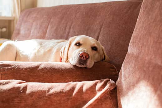 Yellow labrador dog lying on red couch.
