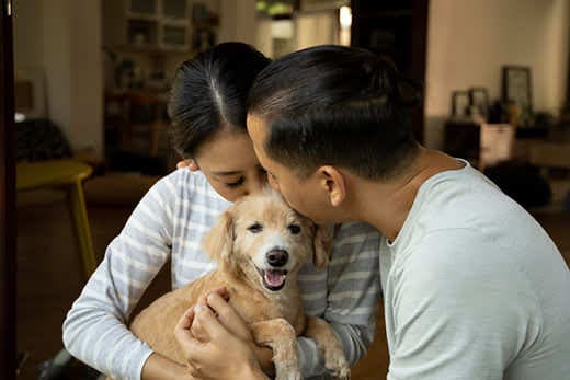 Young couple kissing a retriever mixed breed puppy.
