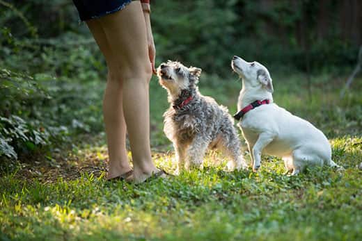 young woman playing with dogs in yard