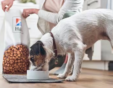 Dog eating Hill's Pet dog food