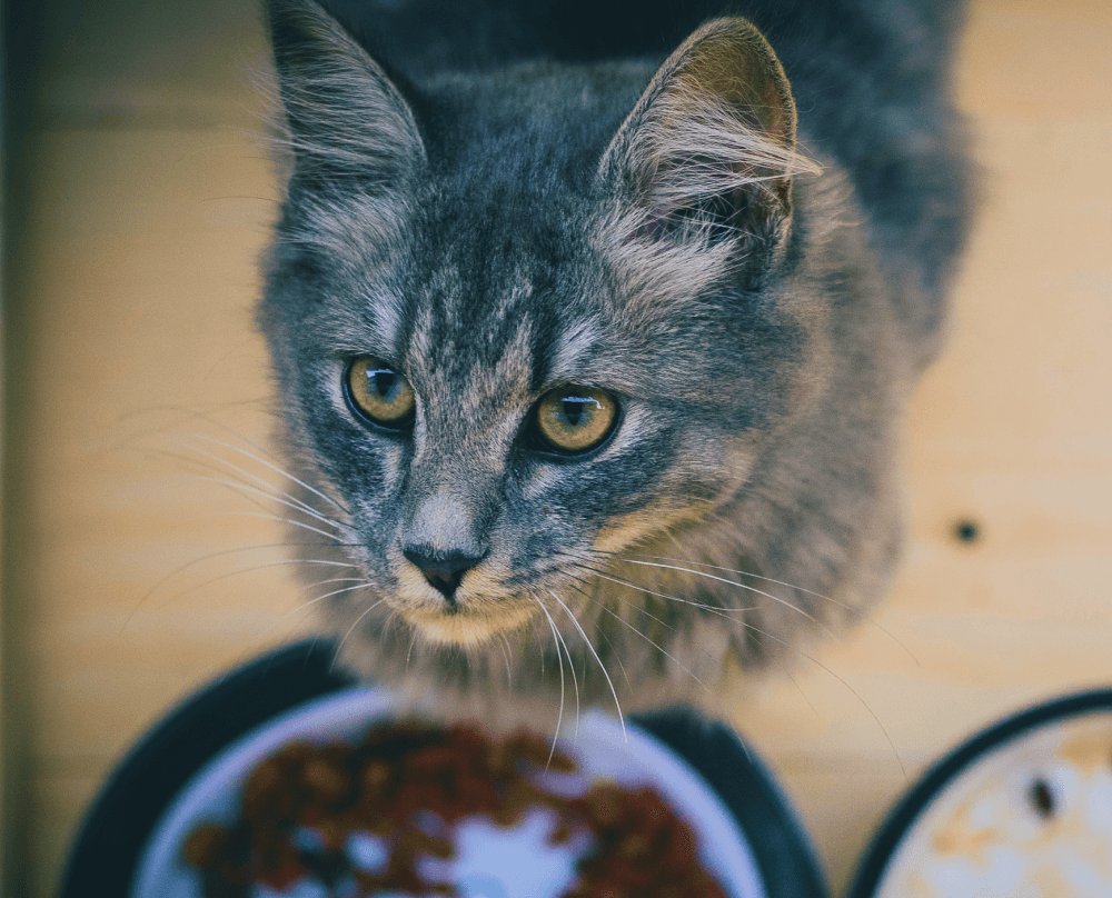 cat looking up from food bowl