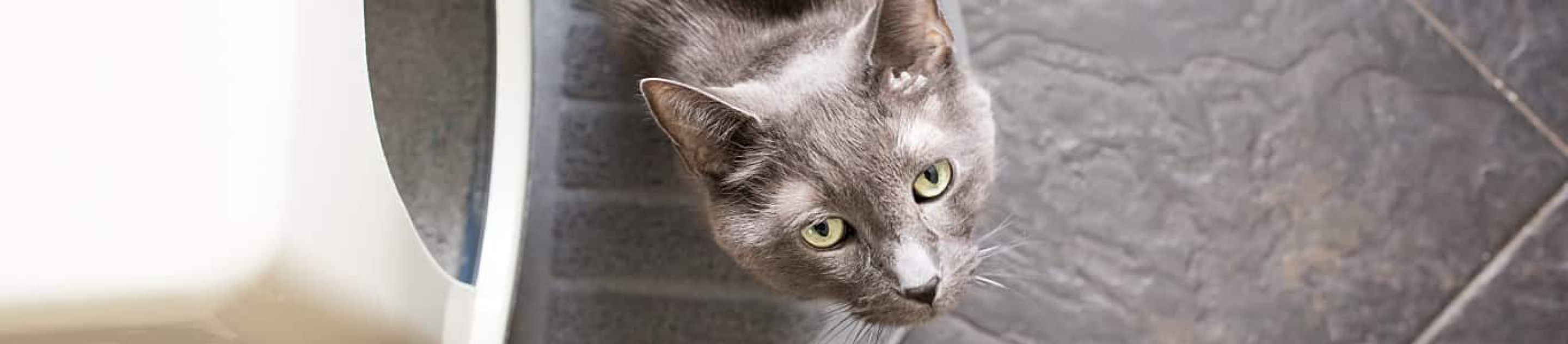 Gray cat looking up in front of litterbox