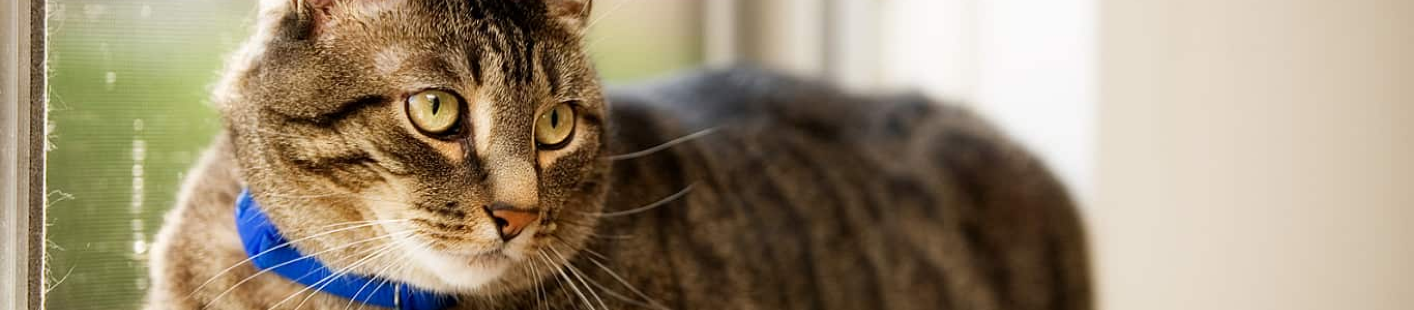 Tabby cat in blue collar on window sill