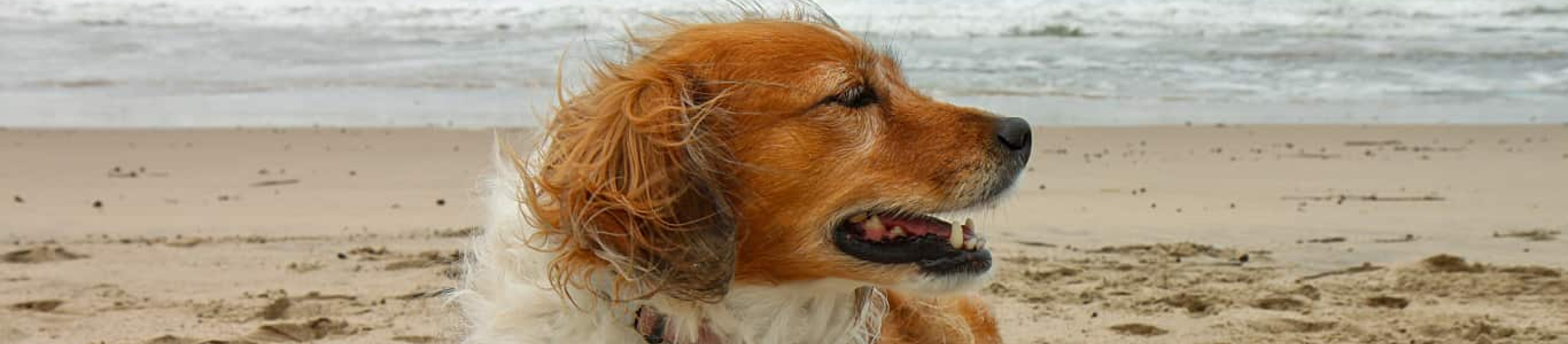 Red Collie standing on beach