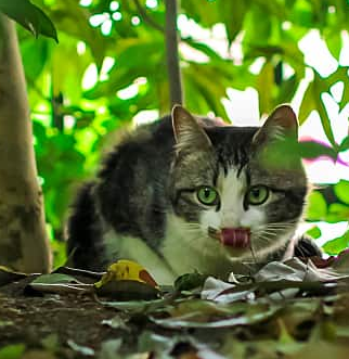 Cat under plants outdoors