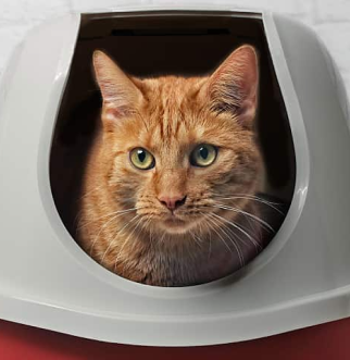 Orange cat sticking head out of litterbox