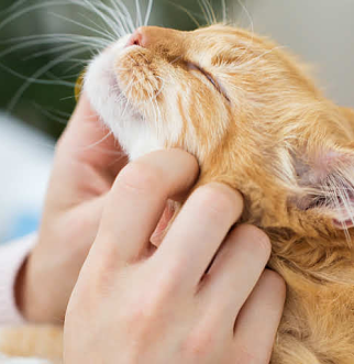 Orange cat with owner stroking whiskers