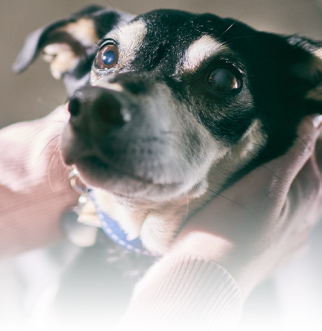 Dog face being held by owner