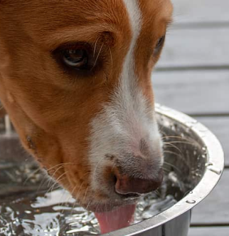 Dog Drinking out of bowl on deck