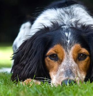 Mixed Breed Spaniel terrier lying in grass with head down