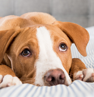 Dog laying down on bed looking sad