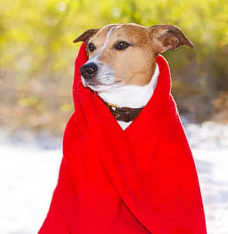 Jack Russell Terrier wrapped in red blanket