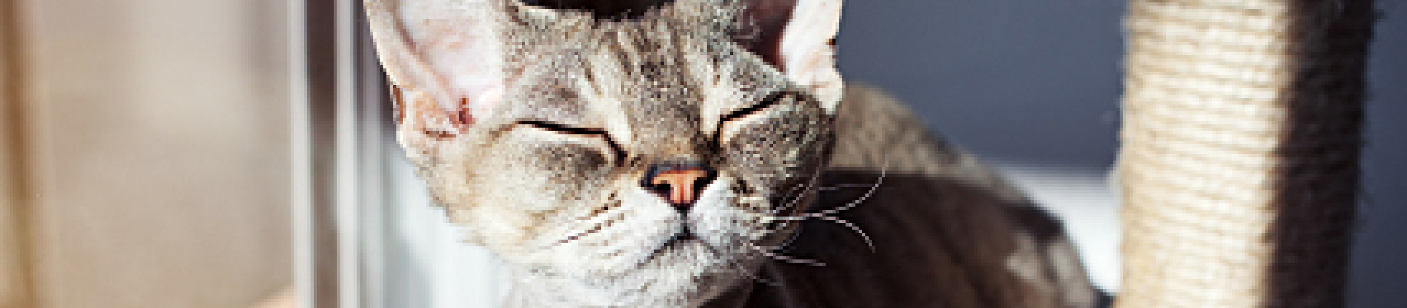 Cat with eyes closed by window