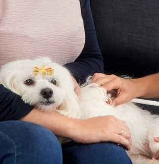 Vet listening to dogs heart beat