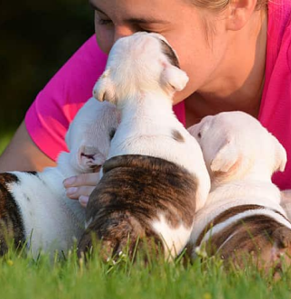 Woman with bulldog puppies
