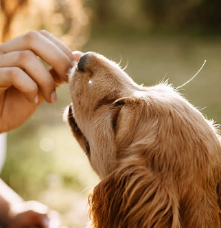 Young woman hand feeding a Golden Dog