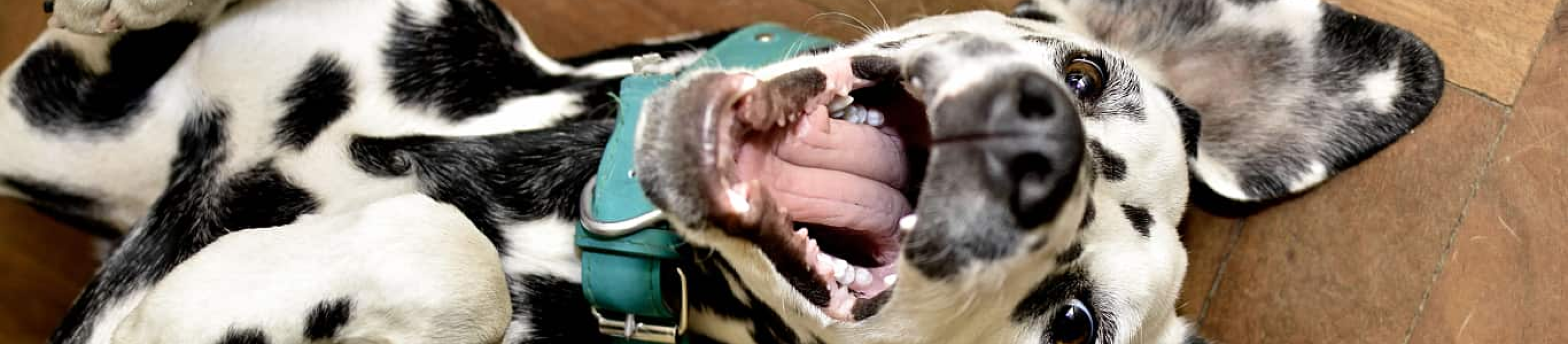 Close up of Dalmatian smiling lying on back