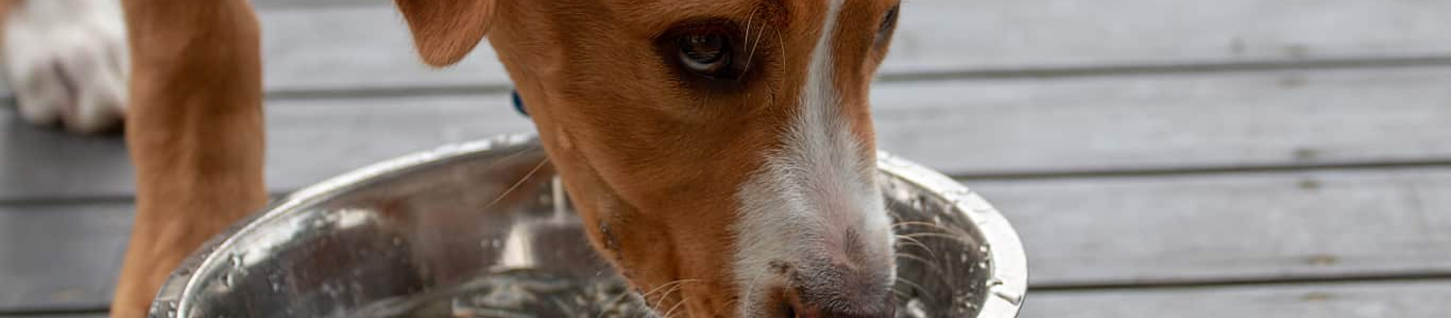 Dog drinking out of bowl on deck