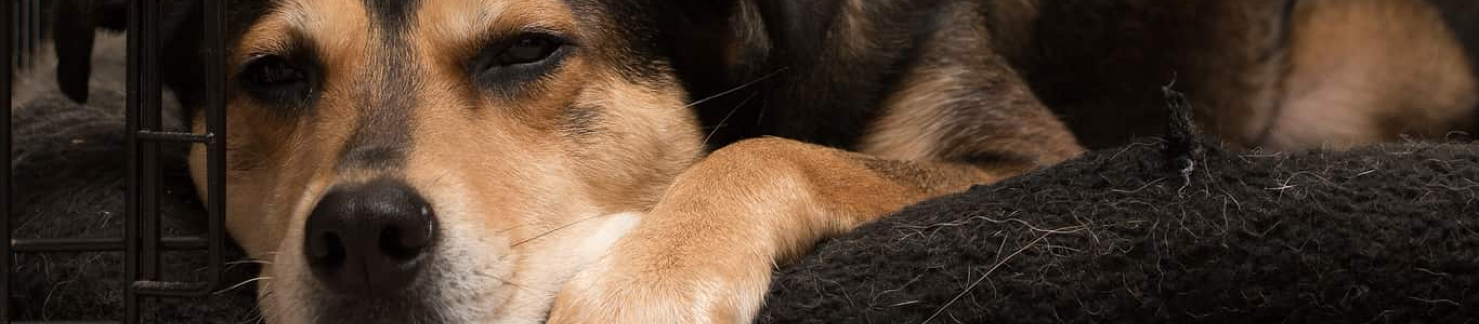 Dog sleeping on black dog bed in crate