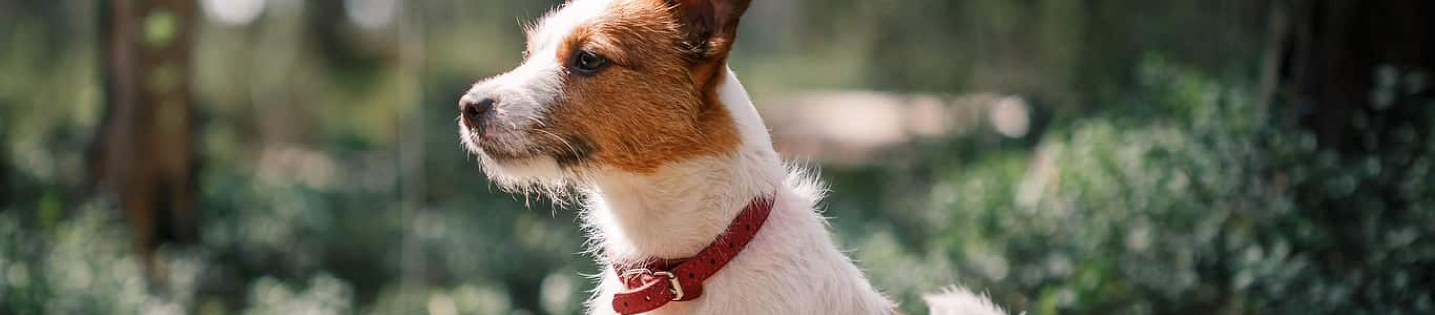 Jack Russell Terrior on Log Outdoors