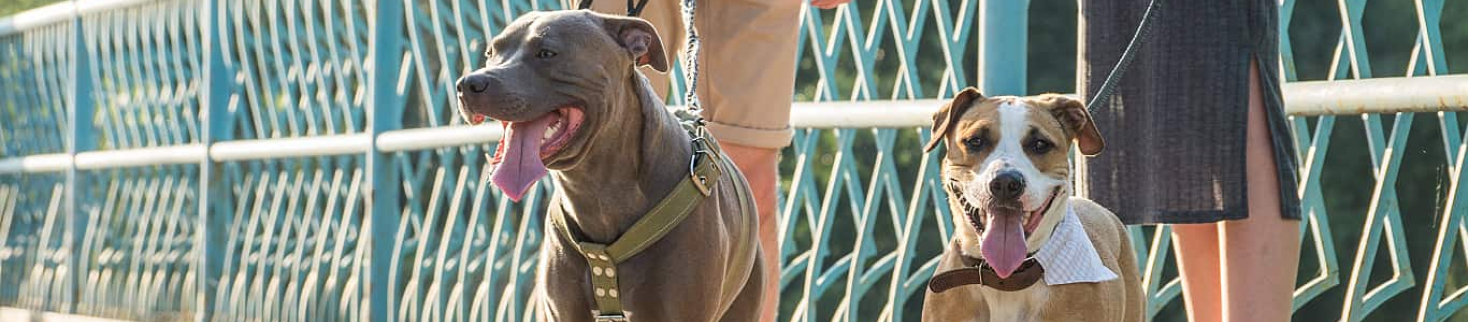 Man and Woman Walk Tow Dogs on Leashes