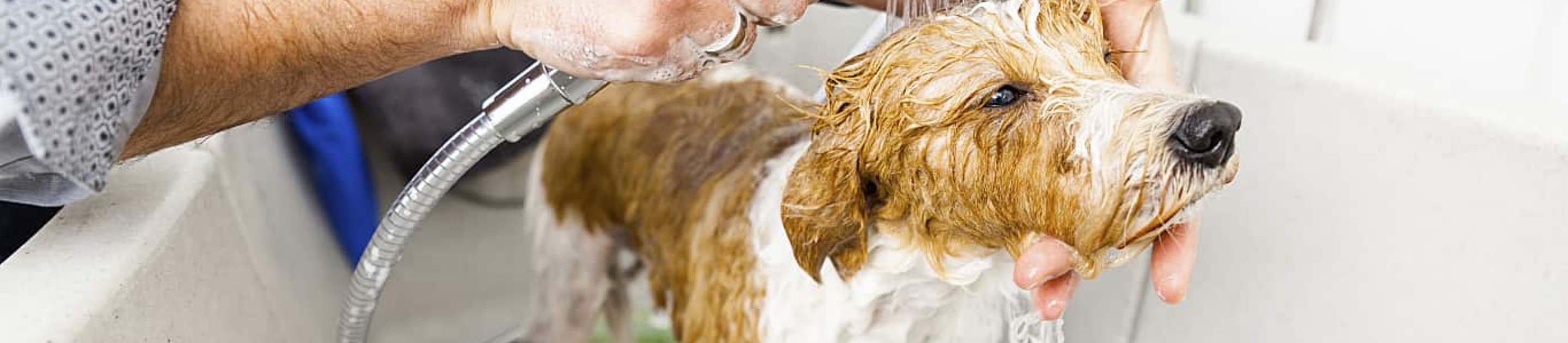 washing dog in sink