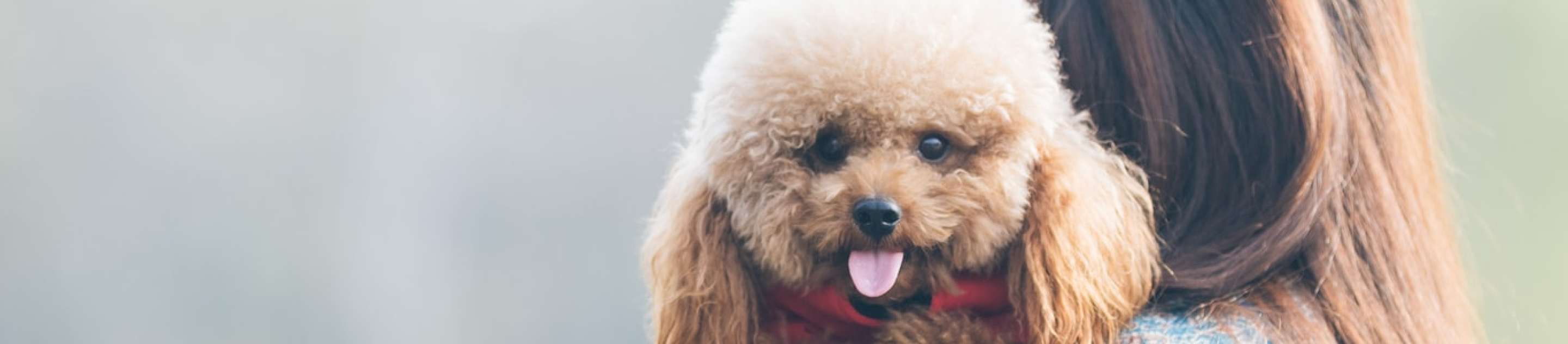 Woman holding poodle over shoulder