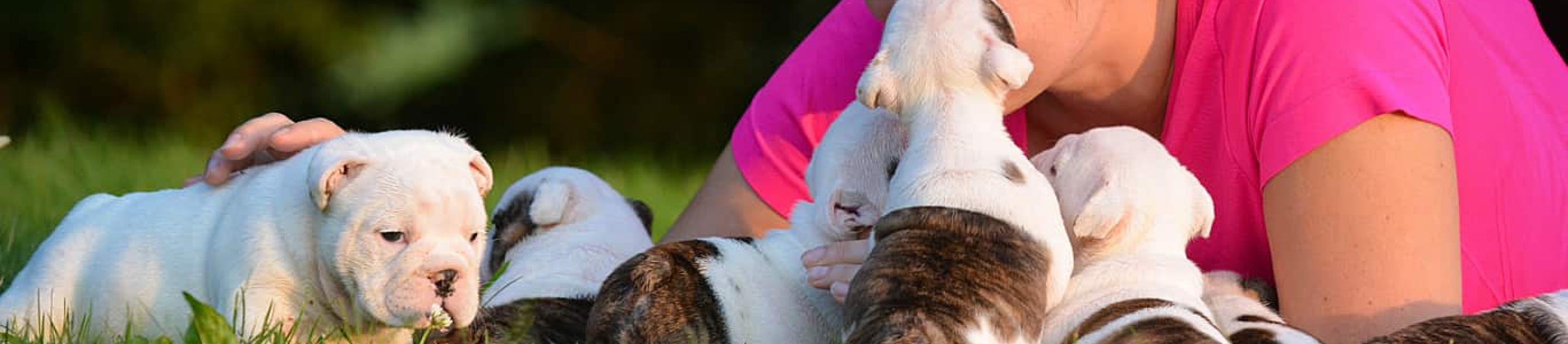 Woman with bulldog puppies