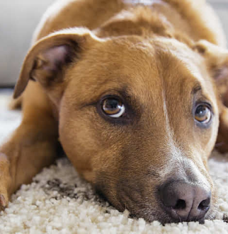 Brown Dog laying on white rug