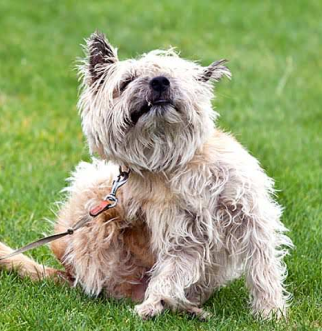 Brown dog scratching in grass