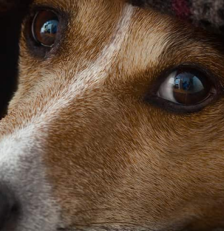 Jack Russell hiding under blanket