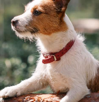 Jack Russell Terrior on Log Outdoors