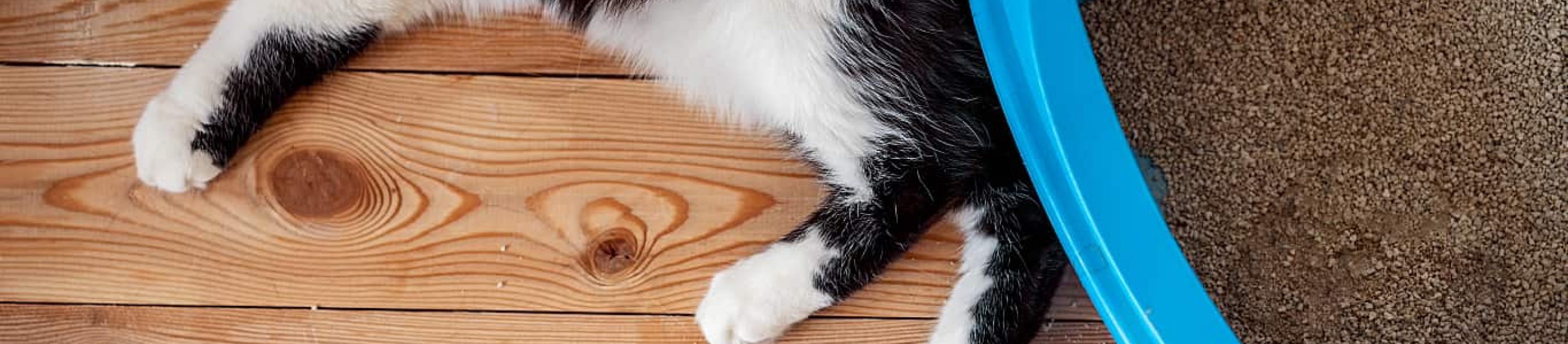 Cat laying next to litter tray