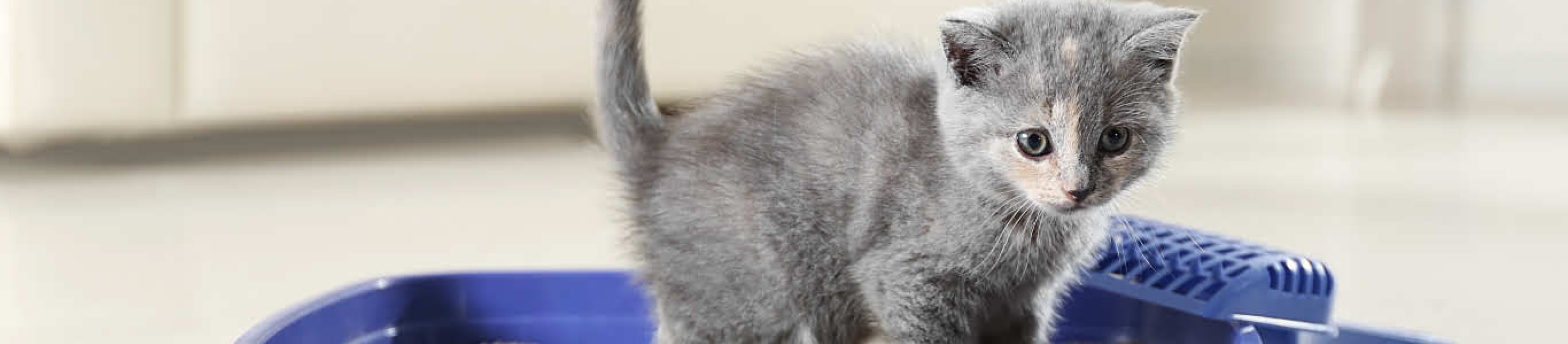 cute british shorthair kitten