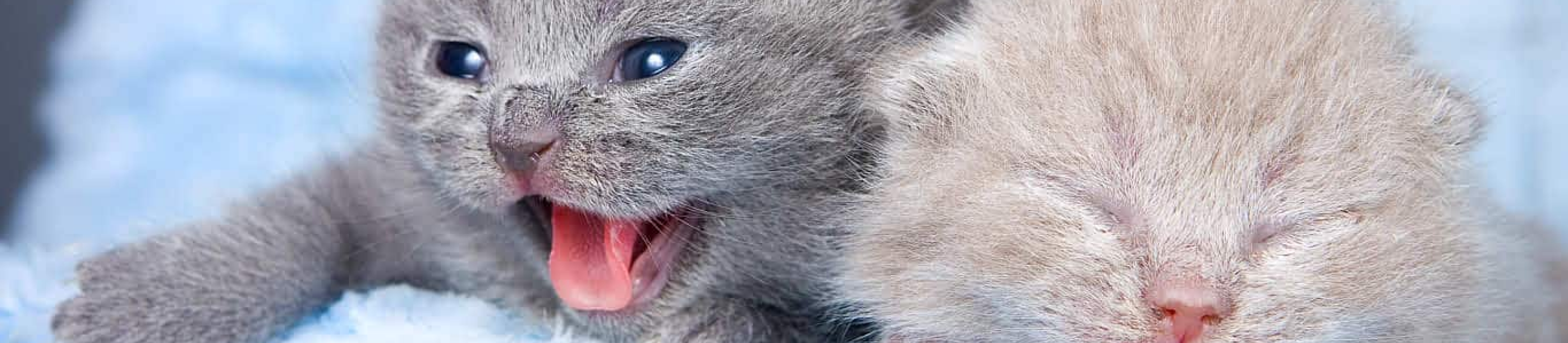 Gray and brown newborn kittens crying on blue blanket