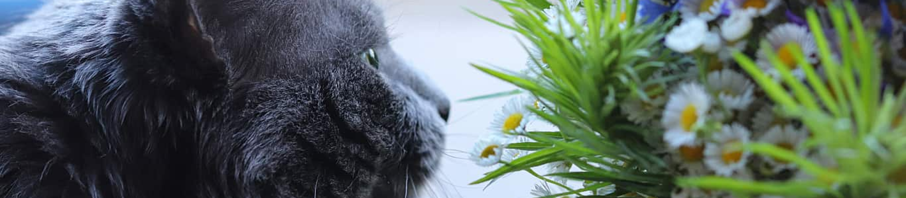gray cat sniffing boquet of flowers