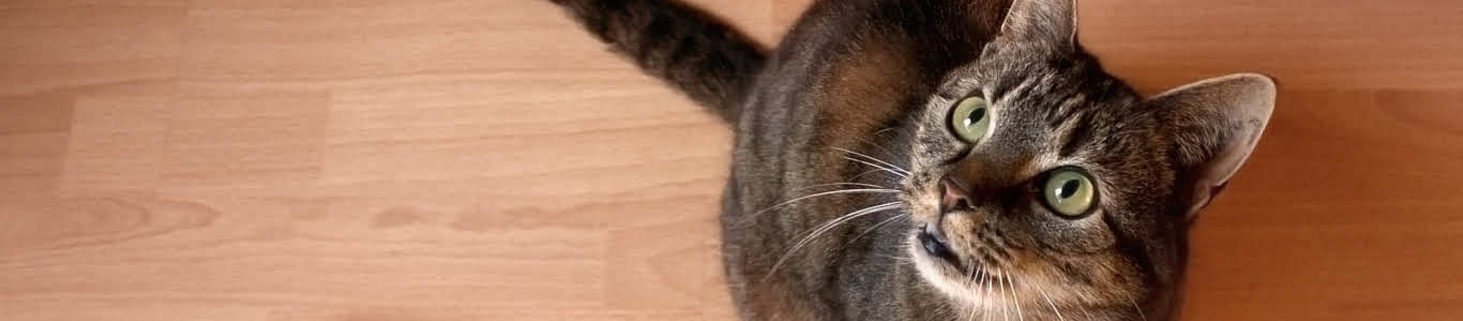 Gray cat with green eyes next to blue bowl