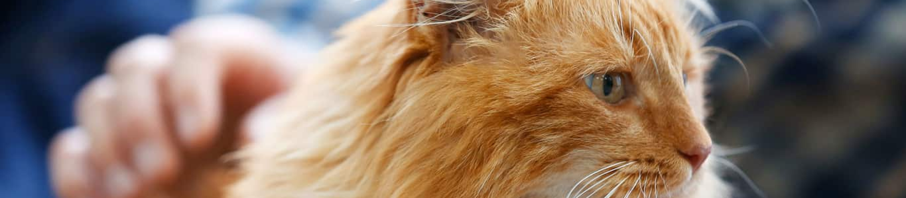Long haired cat being pet