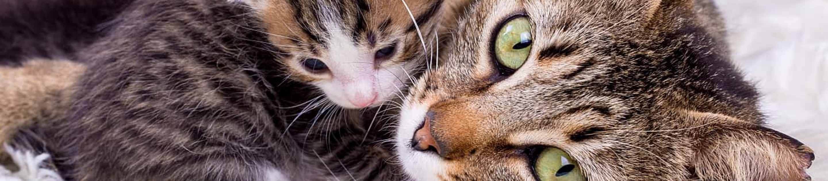 Tabby cat mom laying next to kitten