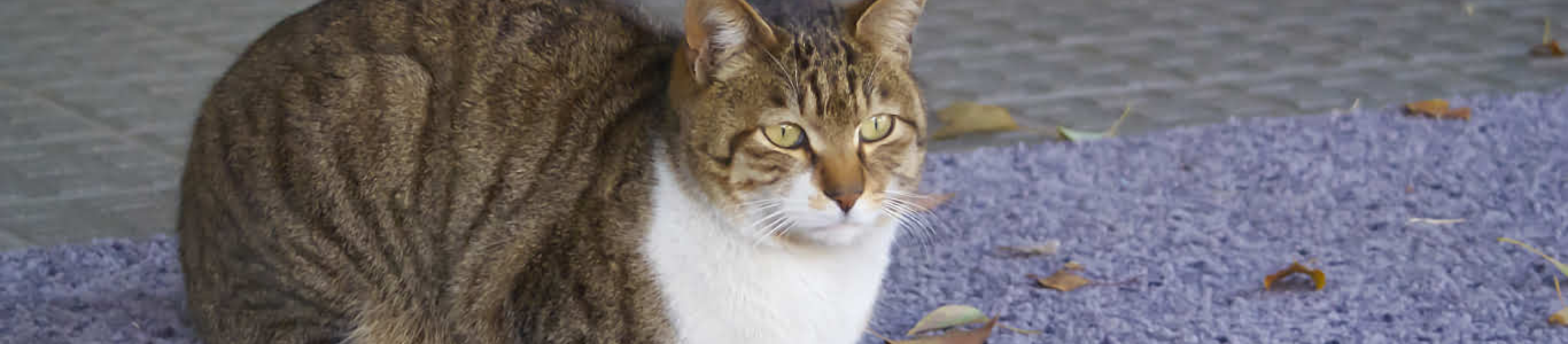 Tan striped cat sitting on purple rug