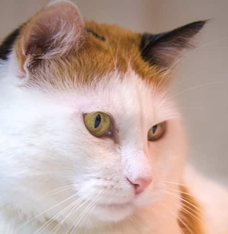 Calico Cat with green eyes